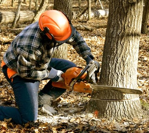 Tree Removal in Hampshire, IL